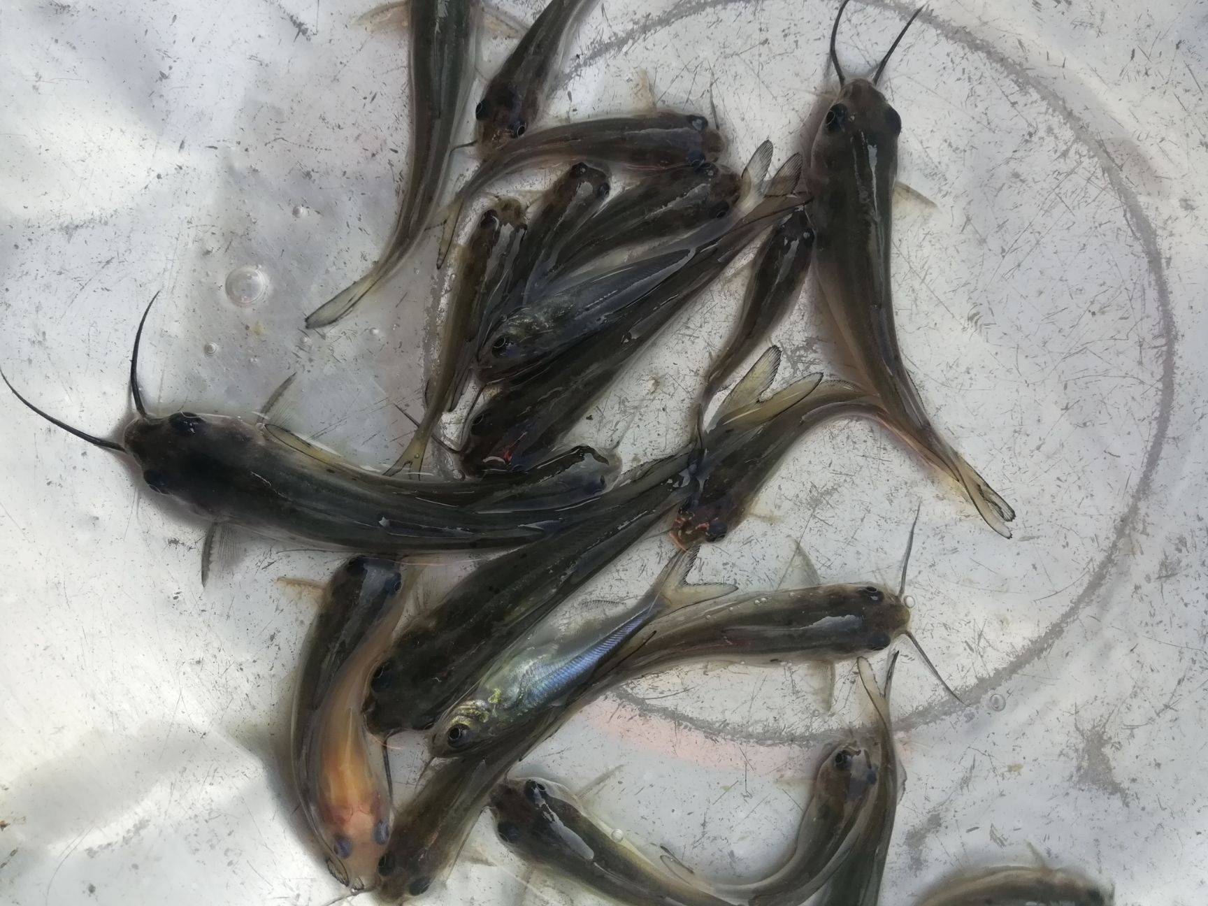 斑點叉尾鮰臟嗎_斑點叉尾鮰病害_斑點叉尾鮰