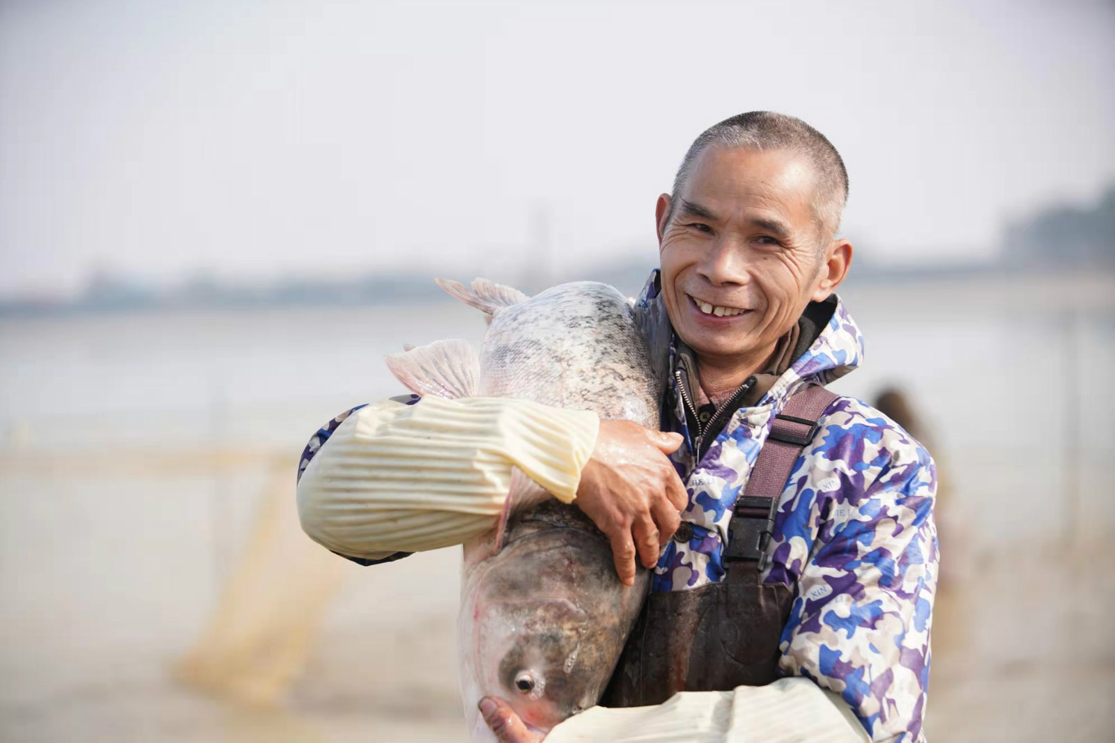 暹羅鯉魚苗_暹羅鯉圖片_暹羅鯉魚