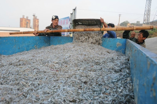 暹羅鯉魚苗_暹羅鯉魚_暹羅鯉圖片