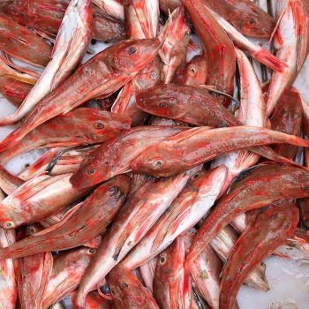 銀龍魚水溫34度_銀龍魚水溫_銀龍魚水溫度30度