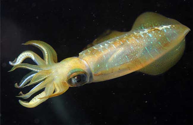 烏賊是烏魚嗎_烏賊魚說_烏賊魚是魚嗎
