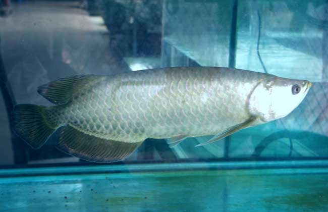 銀龍魚水溫32度要緊不_銀龍魚水溫過高怎么救它_銀龍魚水溫