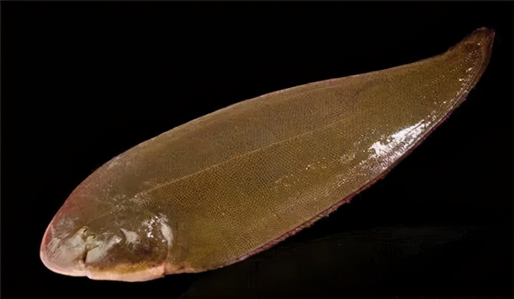 黃顙魚價格走勢_黃顙魚價格_最新黃顙魚價格