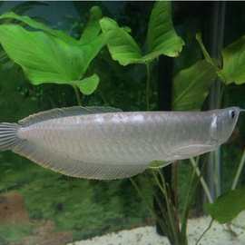 銀龍魚水溫過高怎么救它_銀龍魚水溫34度_銀龍魚水溫
