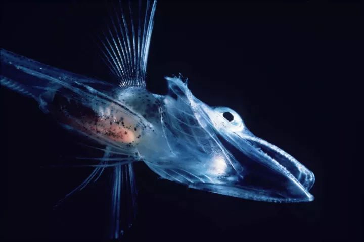 燈籠觀賞魚_燈籠魚科_可愛燈籠魚