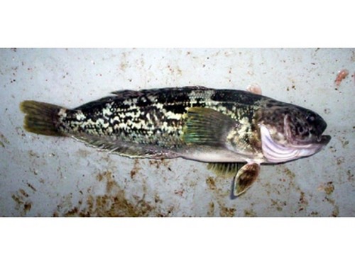燈籠魚科_可愛燈籠魚_燈籠觀賞魚