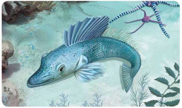 燈籠魚科_燈籠觀賞魚_可愛燈籠魚