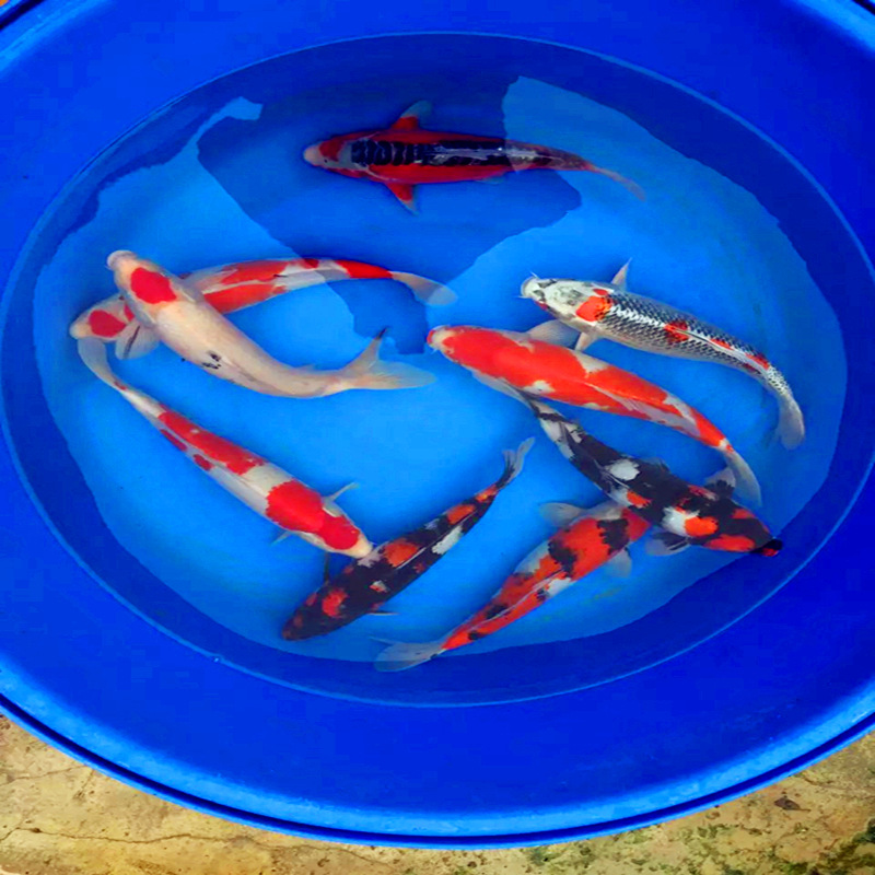 鯉錦魚能不能吃_錦鯉魚吃什么_錦鯉魚吃什么魚食最好