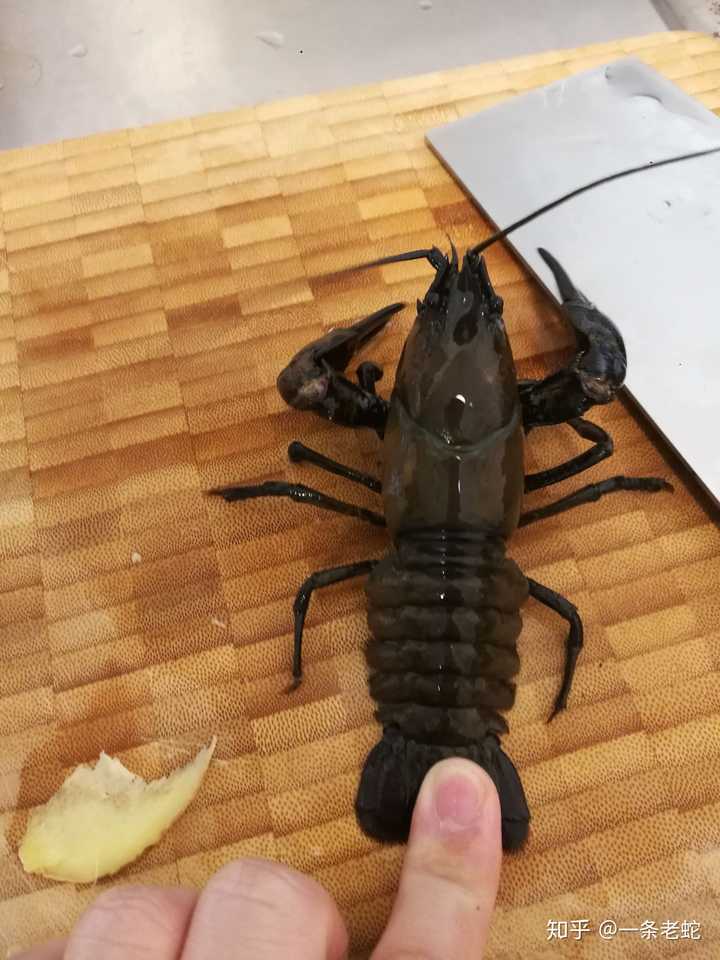 龍蝦圖片大全_大龍蝦圖片_龍蝦圖片大全高清圖片