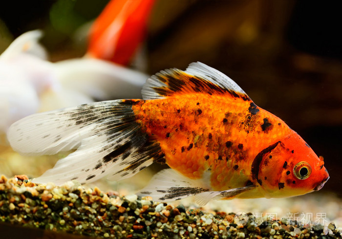 金魚怎么養_金魚養不活_金魚養雙數還是單數