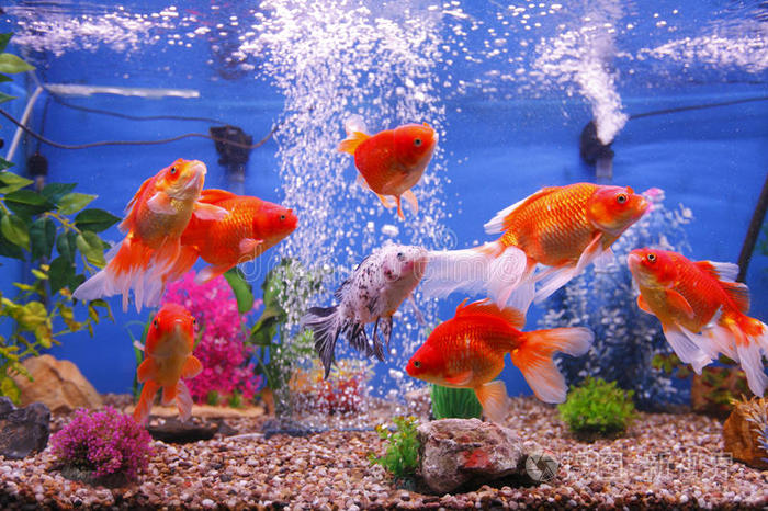 金魚怎么養_金魚養幾條最好最旺財_金魚養幾條最好最吉利