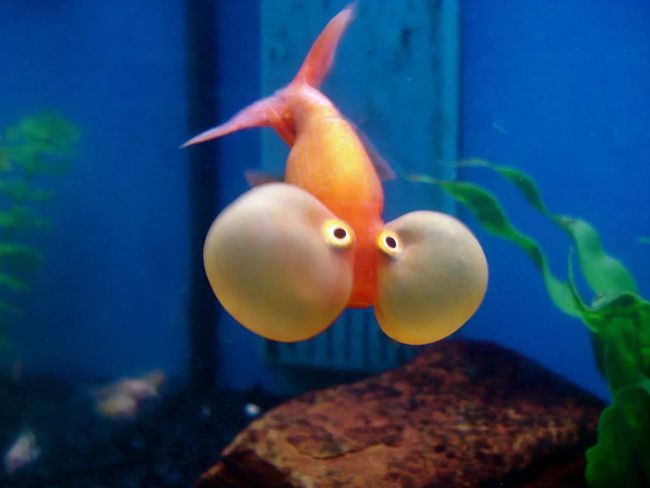 金魚怎么養_金魚養幾條最好最吉利_金魚養幾條最好最旺財