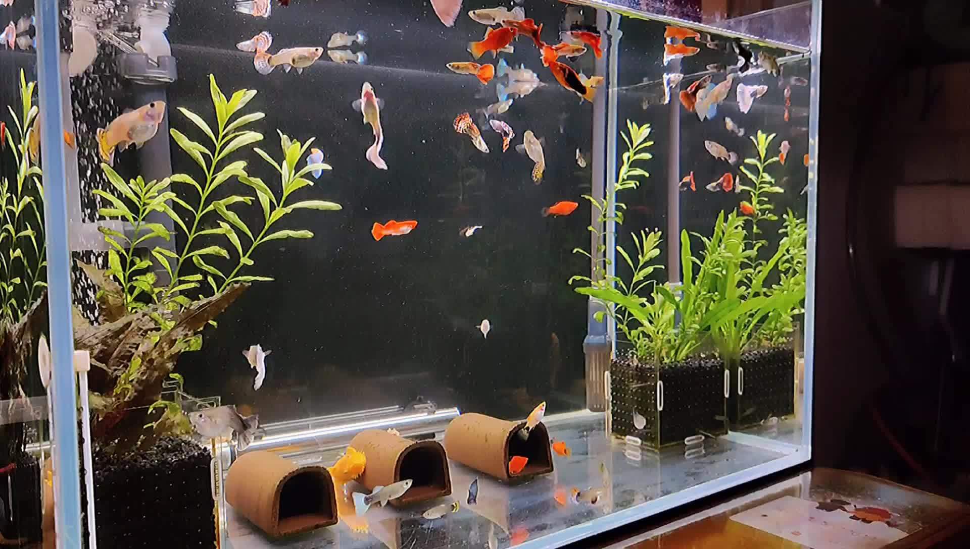 家庭養魚_養魚家庭三件套_養魚家庭農場的基本情況怎么寫
