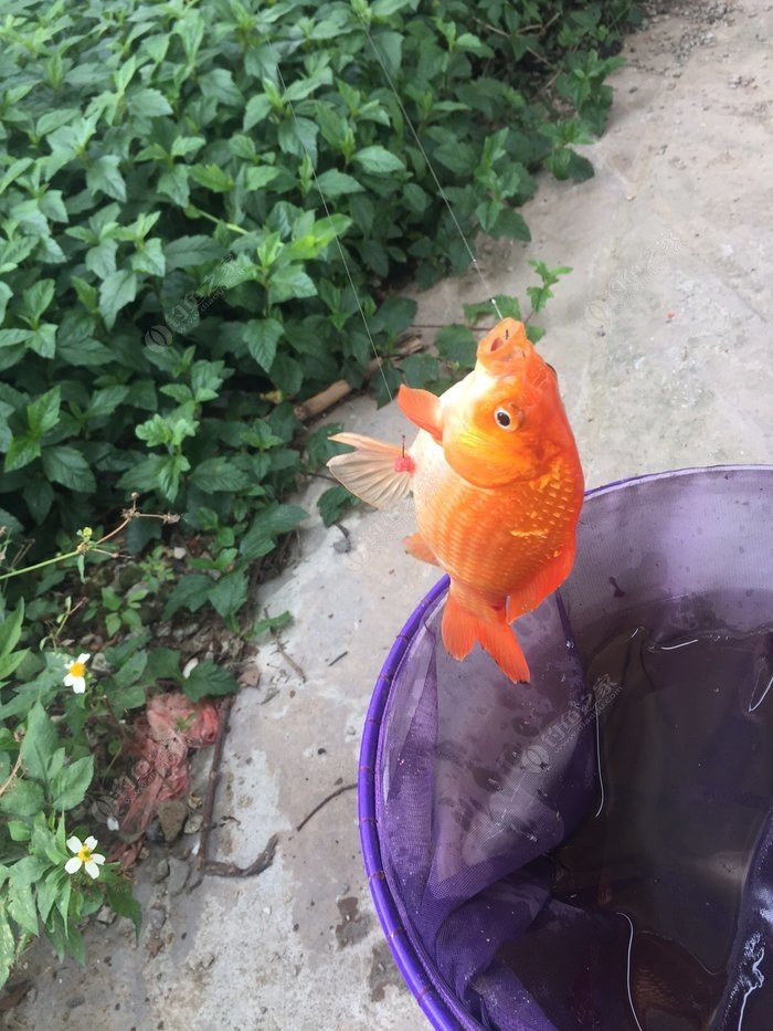“魚的記憶力僅有7秒”的說法是怎么來的