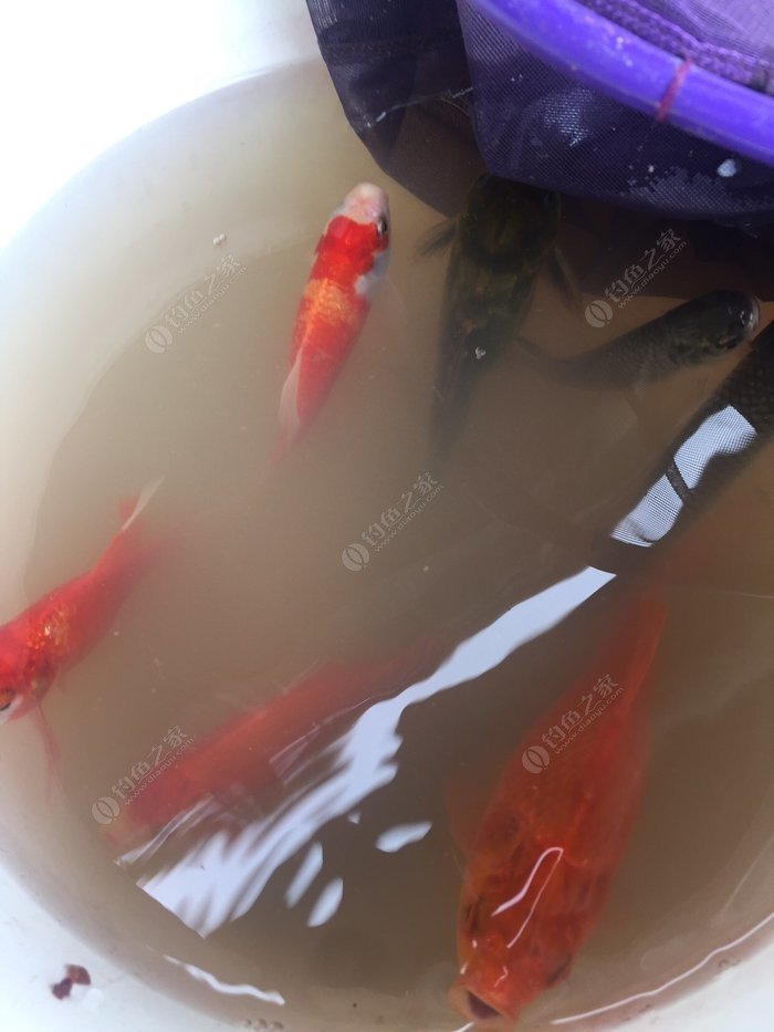 金魚記憶力真的只有7秒_金魚記憶有幾秒_金魚的記憶