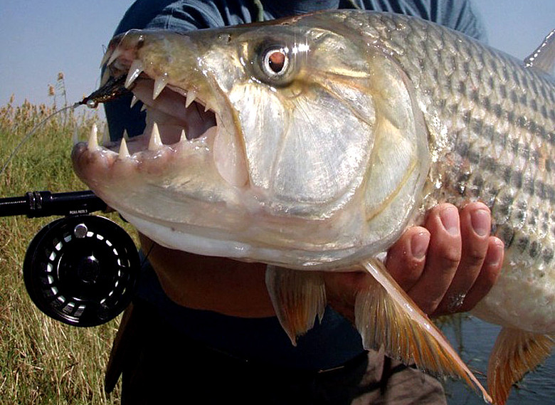 非洲虎魚_非洲虎魚vs鱷雀鱔_非洲虎魚可以吃嗎
