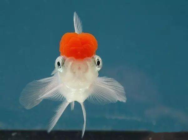 金魚的記憶真的只有3秒鐘嗎？答案驚呆了！