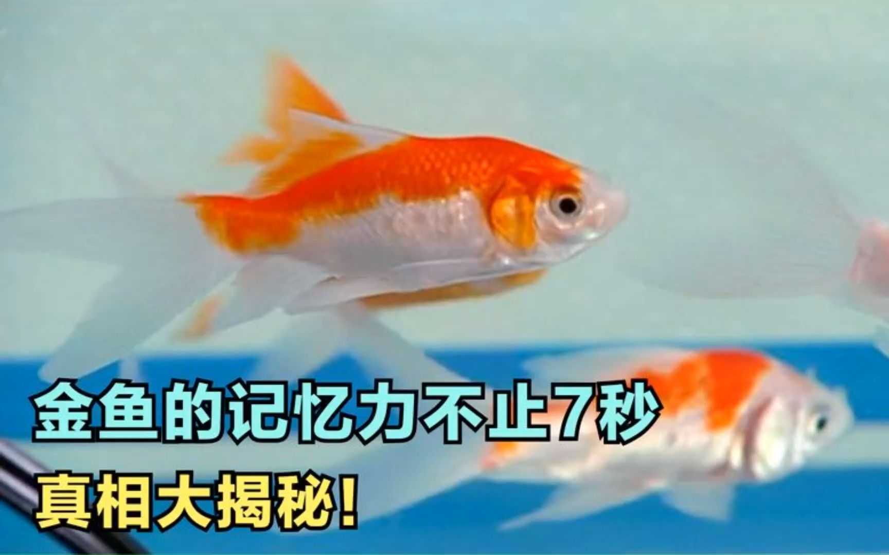 金魚記憶力_金魚記憶真的只有7秒_金魚的記憶
