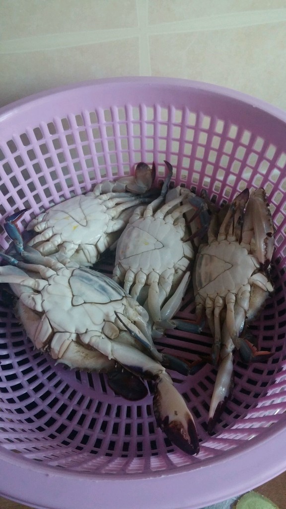 海蟹的種類_各種海蟹_常見海蟹種類