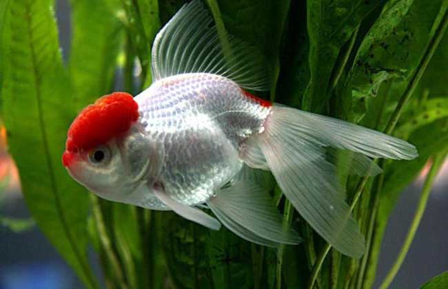 讓金魚活得更久的幾個關鍵方面！！