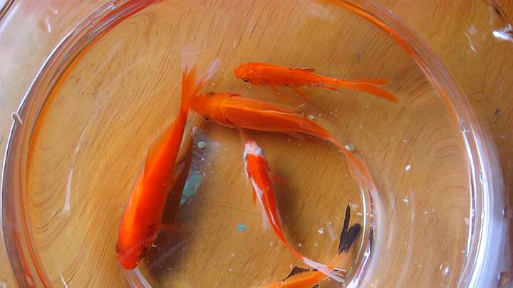 金魚養幾條合適在家里_金魚怎么養_金魚養雙數還是單數