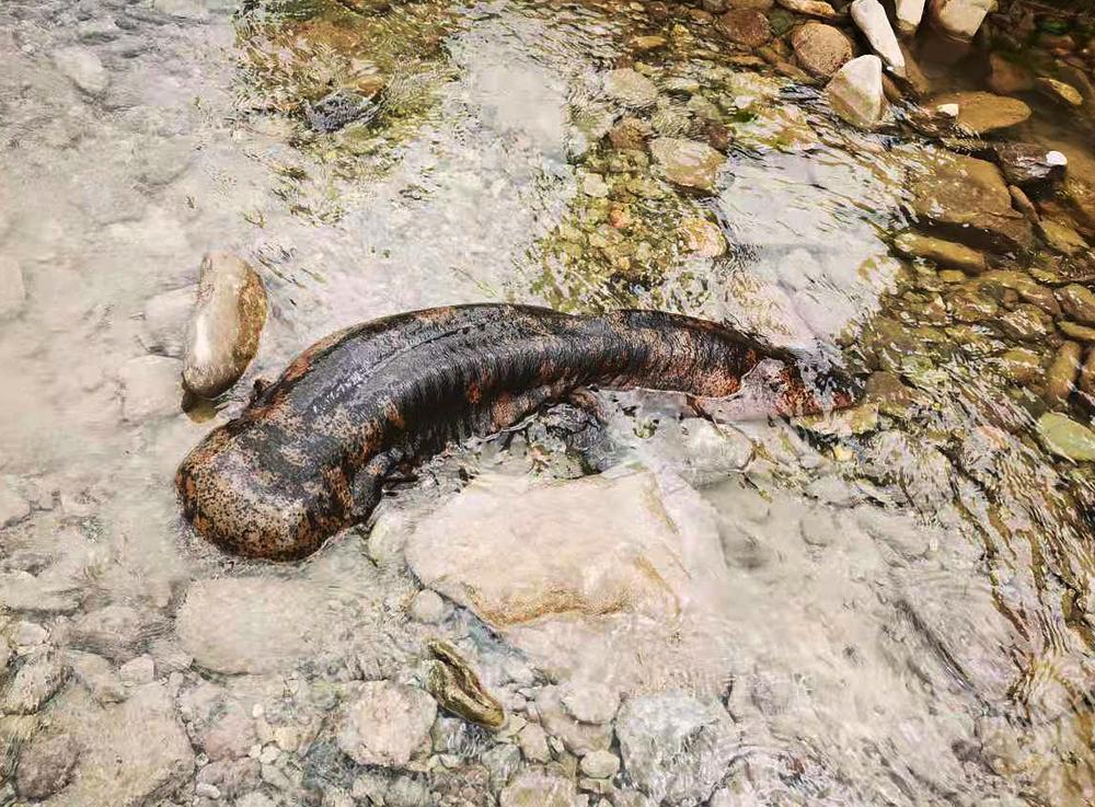 野生娃娃魚_野生的娃娃魚長什么樣_野生娃娃魚有幾種