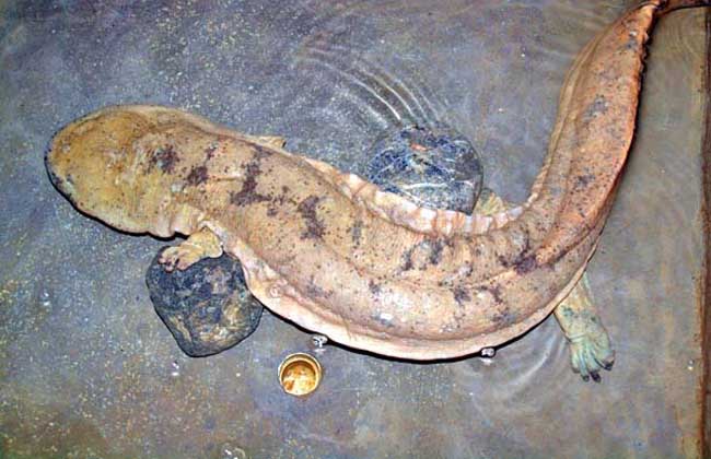 野生娃娃魚是國家幾級保護動物_野生娃娃魚圖片大全_野生娃娃魚