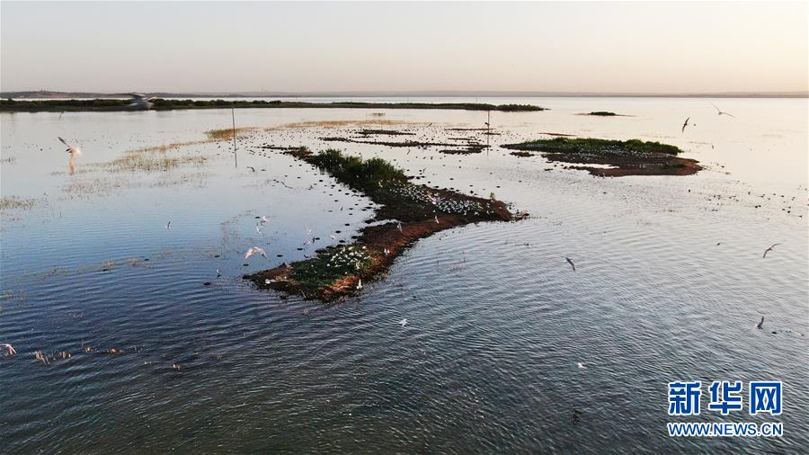 野生娃娃魚圖片大全_野生娃娃魚_野生娃娃魚是國家幾級保護動物