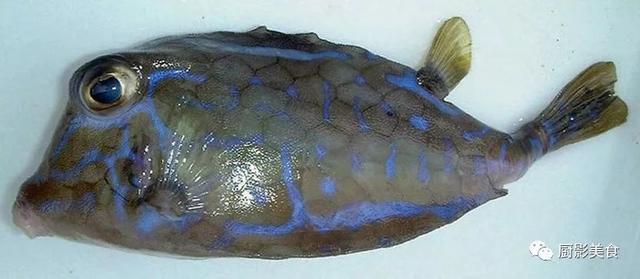 河豚魚多少錢一斤_河豚魚價值_河豚魚的價錢