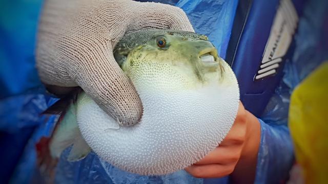 河豚魚多少錢一斤_河豚魚的價錢_河豚魚價值