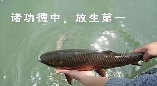 放生什么動物最有財運？放生的好處是什么？