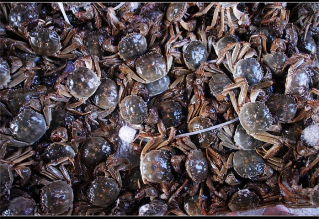 梁子湖大閘蟹_湖北梁子湖大閘蟹_梁子湖大閘蟹價格2021