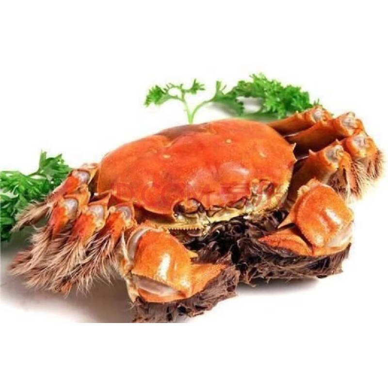 梁子湖大閘蟹_梁子湖大閘蟹怎么做才好吃_梁子湖大閘蟹多少錢一個