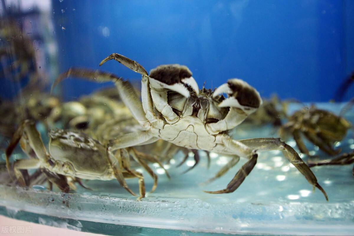 中國著名的特色水產品之一：青背、白肚、金爪、黃毛、體壯