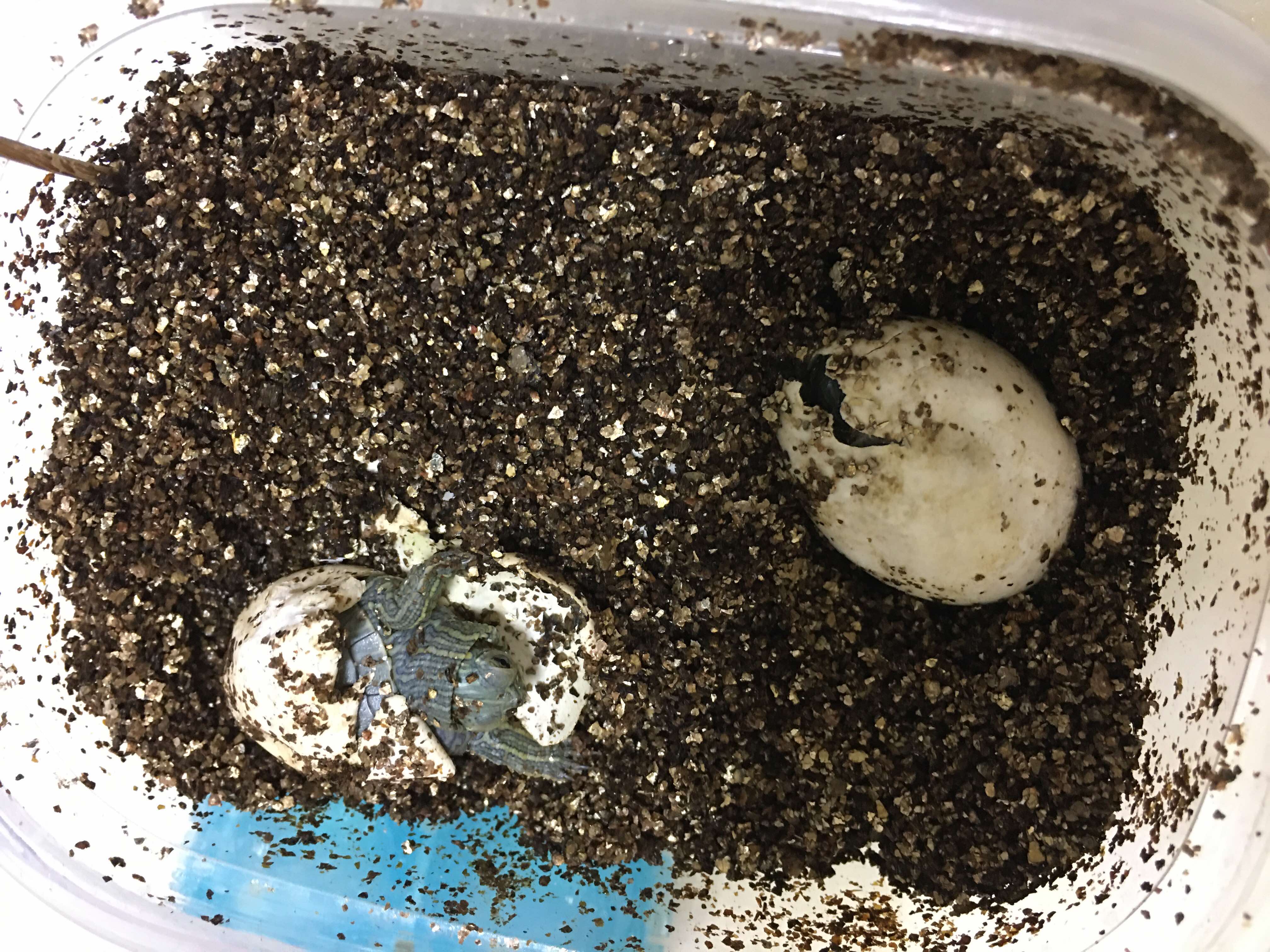 養金錢龜需要注意什么_養金錢龜的六大禁忌_養金錢龜