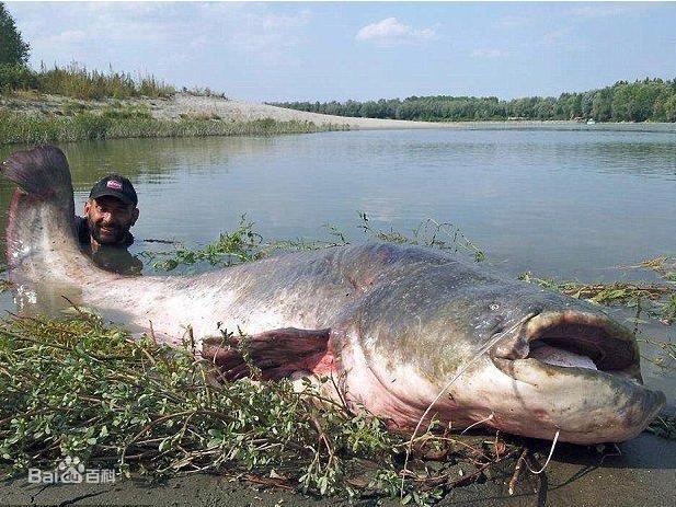 夏季池沼公魚怎么釣_池沼公魚有什么營養_池沼公魚