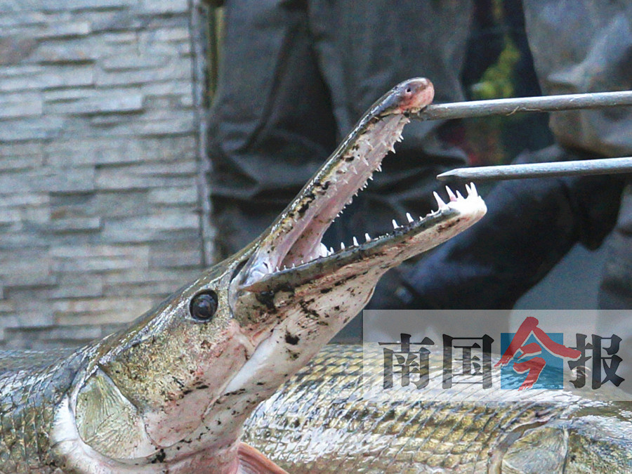 夏季池沼公魚怎么釣_池沼公魚有什么營養_池沼公魚