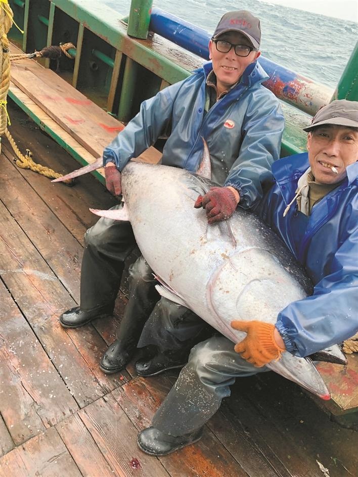 籃鰭金槍魚_藍鰭金槍魚_藍鰭金槍魚絕種