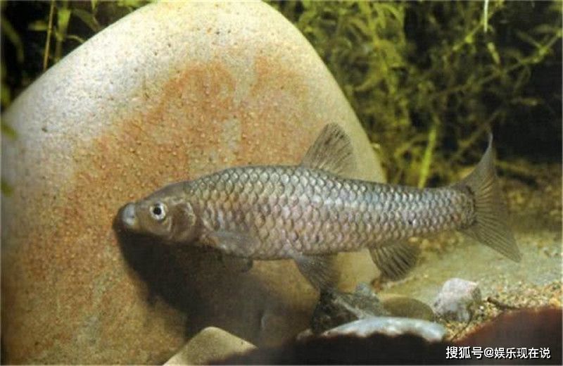 夏季池沼公魚怎么釣_池沼公魚的危害_池沼公魚