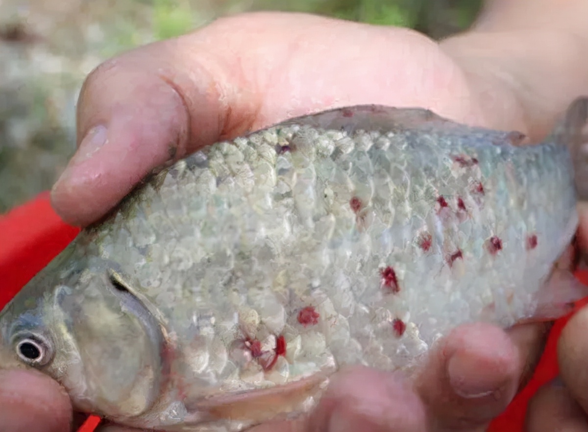 石斑魚養殖_養殖石斑魚有毒嗎_養殖的石斑魚