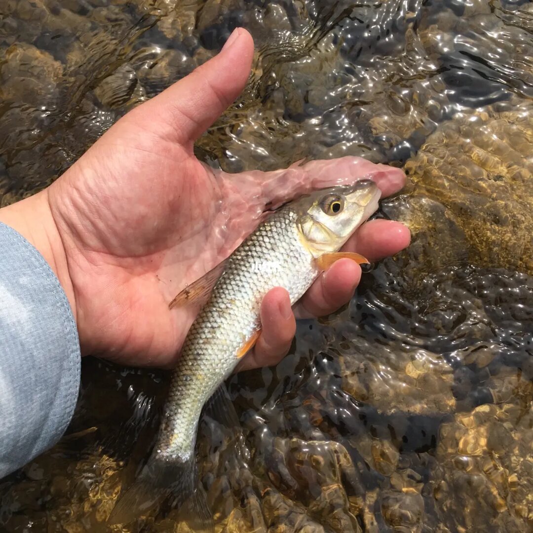 石斑魚養殖_養殖石斑魚有毒嗎_養殖的石斑魚