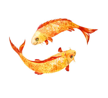 龍吐珠魚多少錢一條_龍吐珠魚_龍吐珠魚