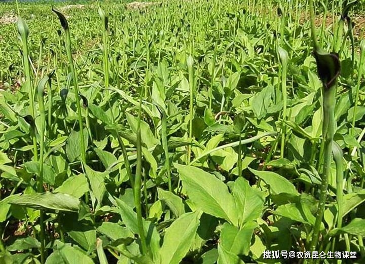 魚翅是什么_魚翅是從什么魚身上割下來的_魚翅是什么魚的哪個部位