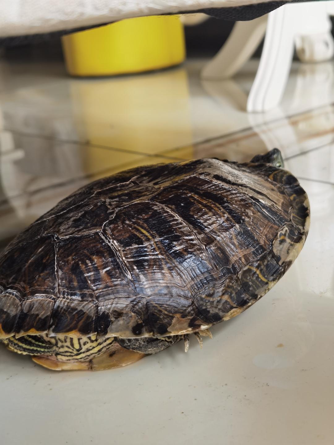 巴西龜長到多大才可以開始吃肉_巴西龜能長多大_多大龜巴西能長大