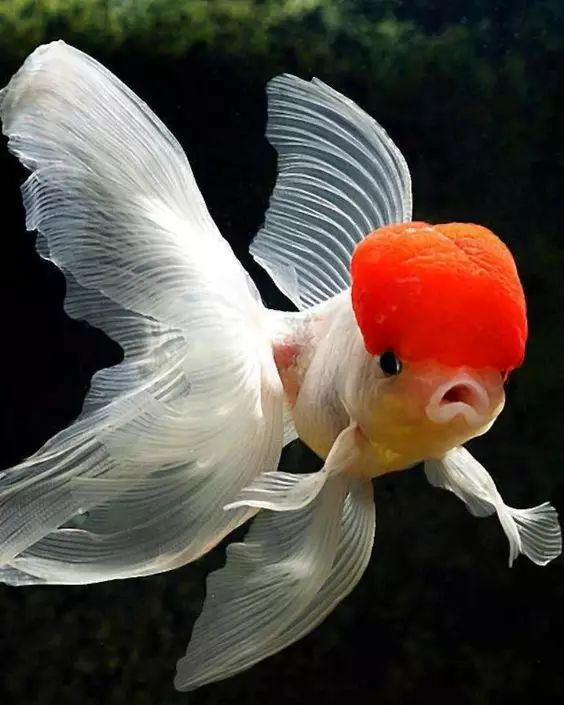 獅子頭金魚_金魚獅子頭爛頭怎么辦_金魚獅子頭怎么養
