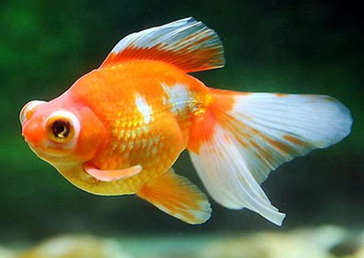 金魚獅子頭怎么養_金魚獅子頭爛頭怎么辦_獅子頭金魚