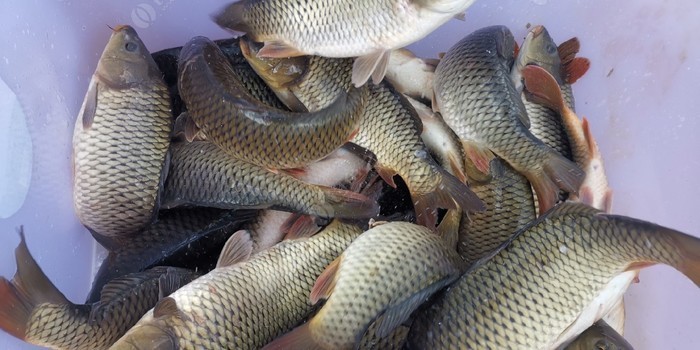 釣魚小藥_釣魚小藥排行榜第一_釣魚小藥品牌前十名