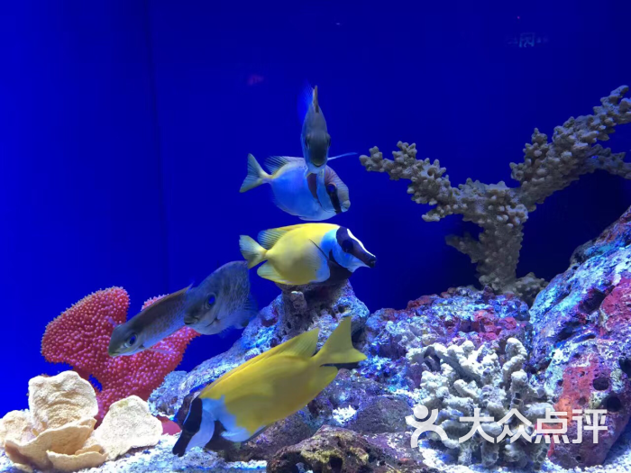 海洋水族館好玩嗎_海洋水族館_海洋水族館多少錢一張門票