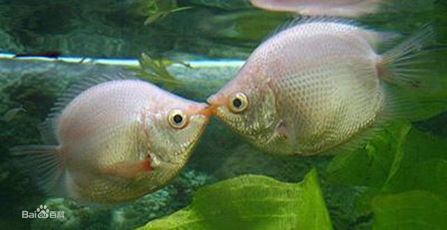 世界上神奇的魚：卡土里活4年，最后也沒死