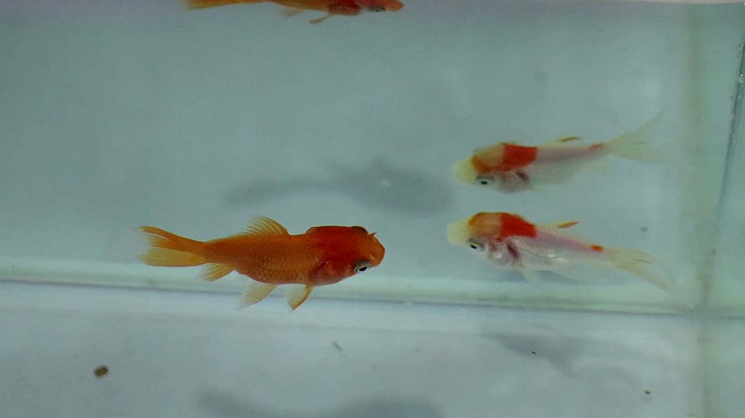 金魚怎么養_金魚養幾條最好最吉利_金魚養雙數還是單數